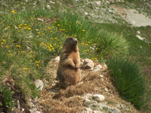 Marmot langs de weg